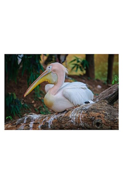 OEM Tablou Canvas, "Pelica odihnindu-se pe trunchi", 90 x 50cm