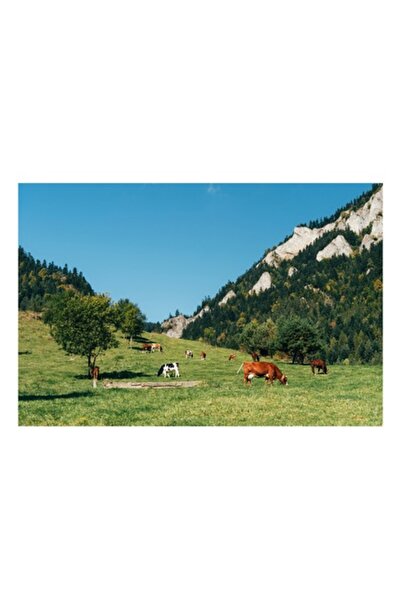 OEM Tablou Canvas, 'Vaci pasunand intr-o poiana montana', Natura, Munti, Cer, Brazi, Vaci, Verdeata, Pas