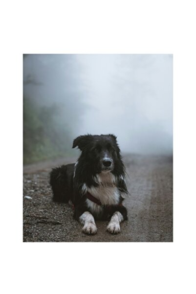 OEM Tablou Canvas, "Caine privind drumul in ceata", 70 x 100cm