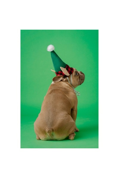 OEM Tablou Canvas, "Bulldogul cu palarie de Craciun", 70 x 100cm