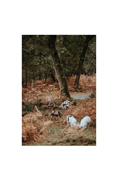 OEM Tablou Canvas, "Porci salbatici in padurea de toamna", 50 x 90cm