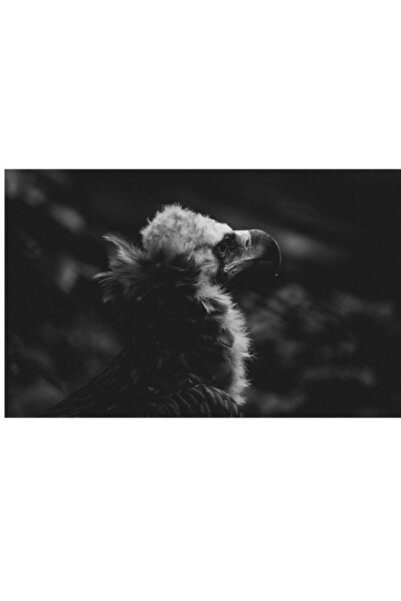 OEM Pictură pe pânză, „Vulturul în umbra tăcerii negre”, Maiestuos, Solitar, ...