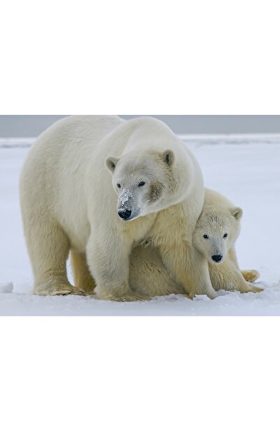 OEM Pictură pe pânză, „Urs polar cu puiul său adorabil”, Urs polar, Ghețar, A...