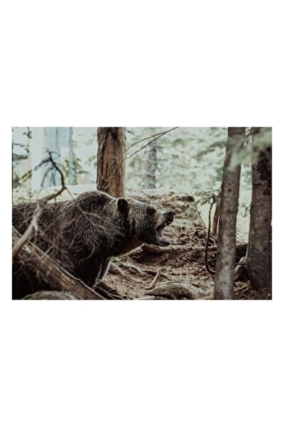 OEM Pânză Tablou, „Urs în pădurea densă răcnind”, Natură, Sălbăticie, 150 x 1...