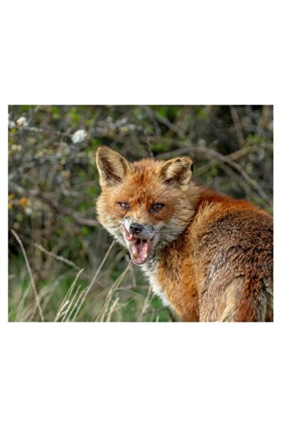 OEM Tablou Canvas, Vulpea vigilentei in natura salbatica