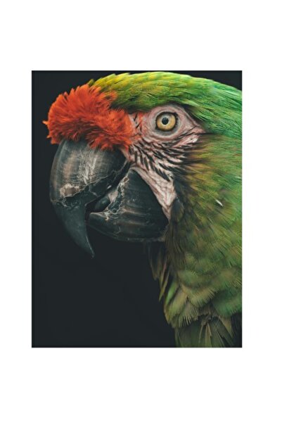 OEM Tablou Canvas, "Papagalul cu penaj vibrant si verde", 50 x 70cm