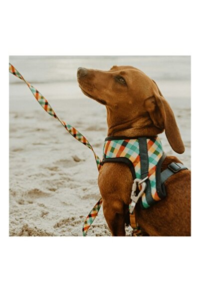 OEM Tablou Canvas, "Cainele la apus pe plaja", 50 x 50cm