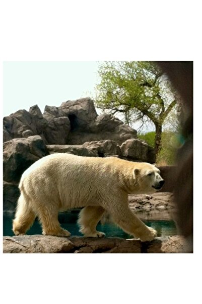 OEM Pictură pe pânză, „Urs polar traversând un peisaj stâncos”, 50 x 90 cm