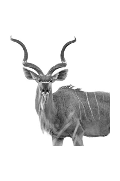 OEM Tablou Canvas, "Antilopa cu coarne spiralate elegante", 39 x 54cm