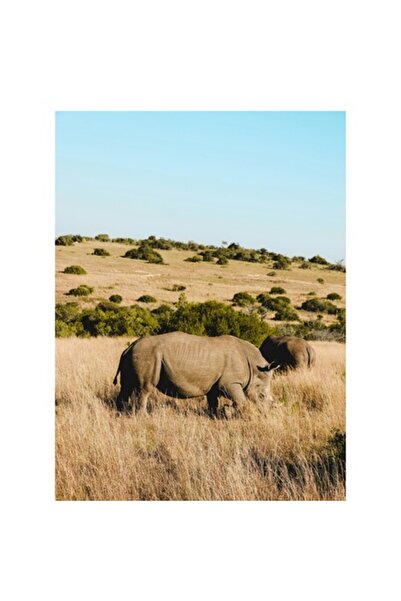 OEM Tablou Canvas, "Rinocerii in savana africana", 50 x 90cm