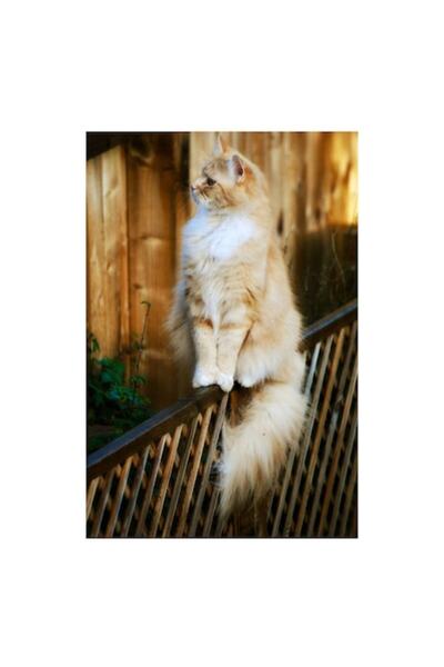 OEM Tablou Canvas, "Pisica pufoasa pe gard iluminat", 50 x 90cm