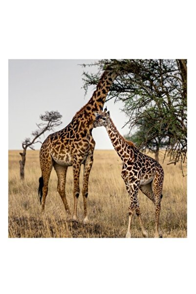 OEM Tablou Canvas, "Imbratisarea girafelor sub copacii savanei", 50 x 90cm