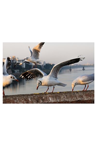 OEM Tablou Canvas, "Pescarusi la rasarit pe malul apei", 90 x 50cm