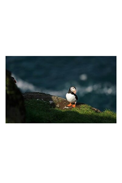 OEM Tablou Canvas, "Puffin pe stanca la malul marii", 70 x 50cm