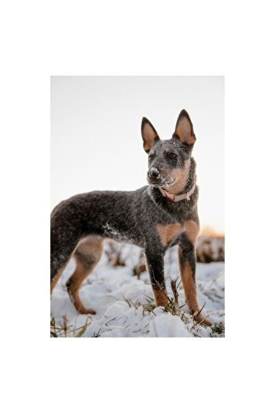 OEM Tablou Canvas, "Caine alert in zapada alba", 26 x 39cm