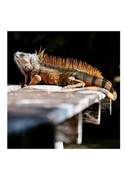 OEM Tablou Canvas, "Iguana odihnindu-se sub soare bland", 26 x 39cm
