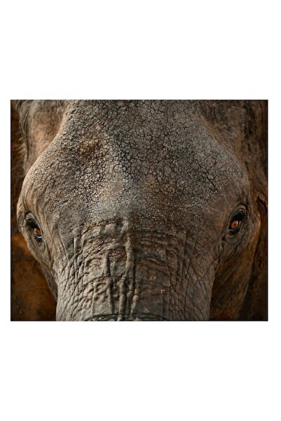 OEM Tablou Canvas, "Privirea impunatoare a elefantului batran", 39 x 26cm