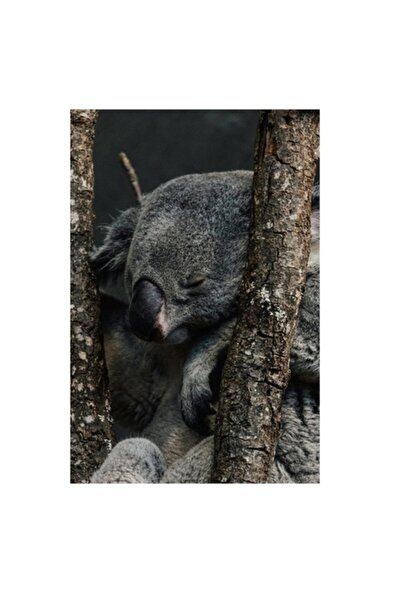 OEM Tablou Canvas, "Koala adormit intre copaci zgribuliti", 50 x 90cm