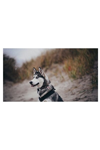 OEM Tablou Canvas, "Husky contempland peisajul de toamna", 90 x 50cm