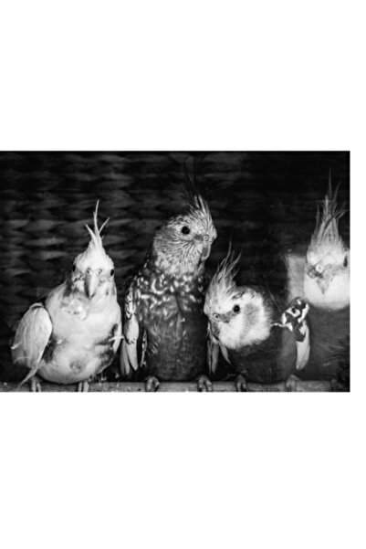 OEM Tablou Canvas, "Patru papagali plini de personalitate", 90 x 50cm