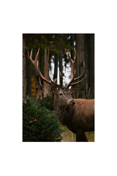 OEM Tablou Canvas, "Privirea nobila a cerbului in padure", 50 x 70cm