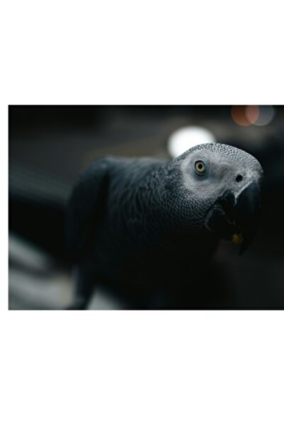 OEM Tablou Canvas, "Papagalul in umbra misterului elegantei", 70 x 50cm