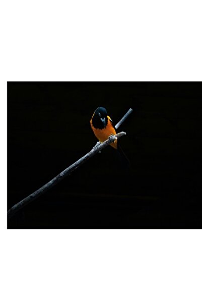 OEM Tablou Canvas, "Pasarea solitara in noapte misterioasa", 70 x 50cm