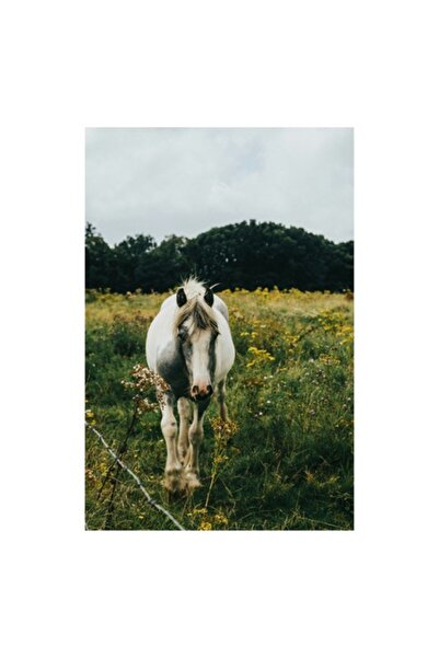 OEM Tablou Canvas, "Cal singur printre flori salbatice", 26 x 39cm