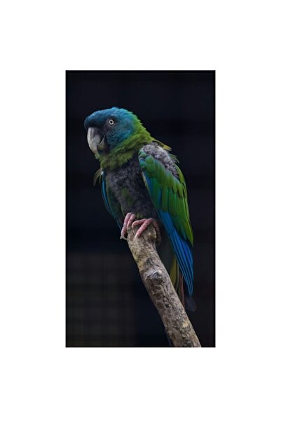 OEM Tablou Canvas, "Papagalul in asteptarea zborului liber", 50 x 90cm