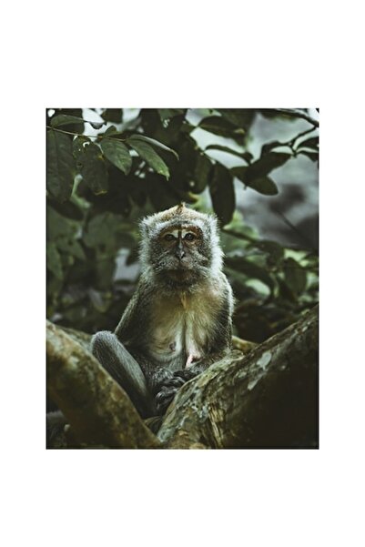 OEM Tablou Canvas, "Maimuta melancolica in arbori tropicali", 50 x 70cm