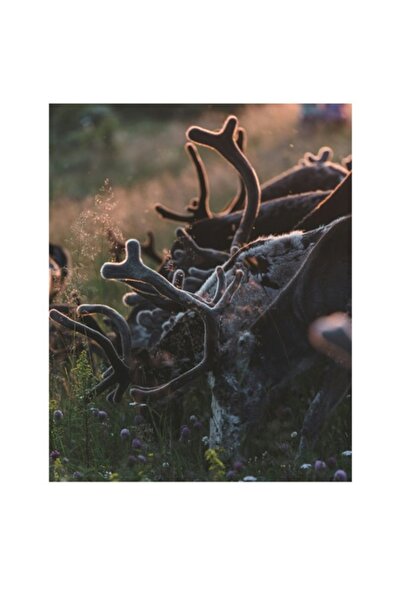 OEM Tablou Canvas Premium "Dansul Cerbilor la Apus"