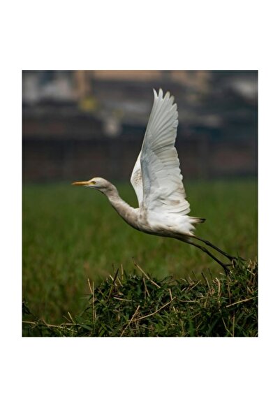 OEM Tablou Canvas, "Egreta alunecand prin natura verde", 50 x 90cm