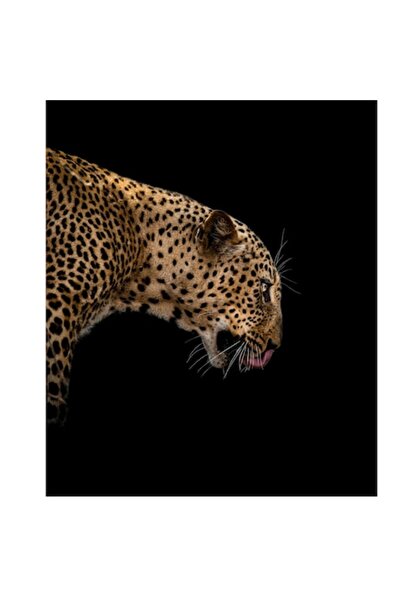 OEM Tablou Canvas, "Leopard in intunericul noptii africane", 70 x 100cm