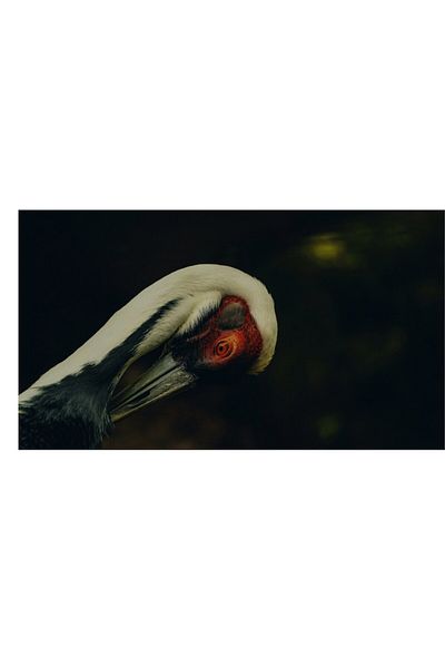 OEM Pictură pe pânză - „Privirea enigmatică a cocorului solitar”, Grație, Eleganță, Introspecție, Calm