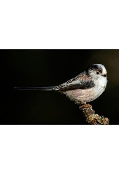 OEM Tablou Canvas, "Mica pasare pe o creanga uscata", 90 x 50cm