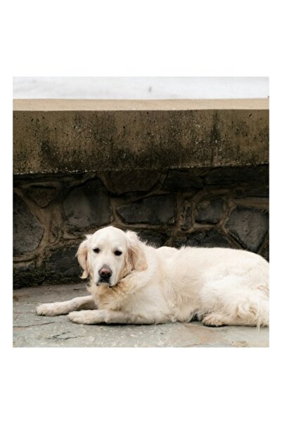 OEM Tablou Canvas, "Cainele odihnindu-se pe terasa de piatra", 50 x 70cm