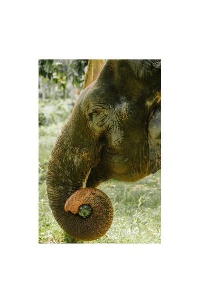 OEM Tablou Canvas, "Elefantul in padurea tropicala verde", 70 x 100cm