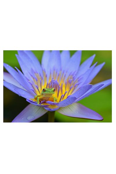 OEM Pictură pe pânză, „Broască pe floare de lotus albastră”, 150 x 100 cm