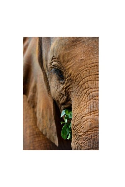 OEM Tablou Canvas, "Elefant savurand frunze verzi proaspete", 50 x 70 cm