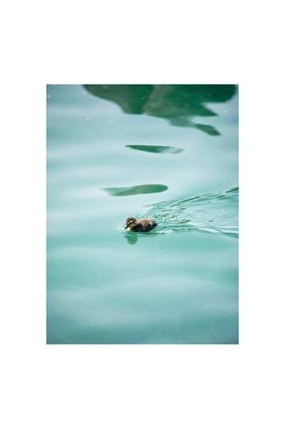 OEM Tablou Canvas, "Ratusca pluteste pe lacul albastru", 50 x 70cm