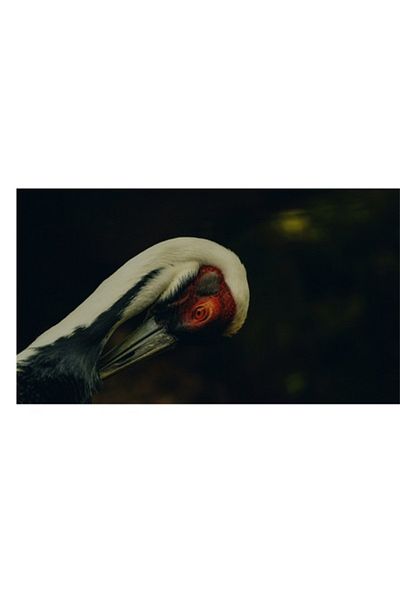 OEM Pictură pe pânză - „Privirea enigmatică a cocorului solitar”, Grație, Eleganță, Introspecție, Calm