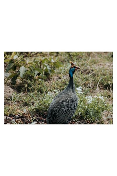 OEM Tablou Canvas, "Pasarea de pe campul verde", 50 x 50cm