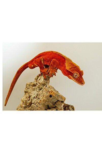 OEM Tablou Canvas Premium - Gecko Crestat Portocaliu