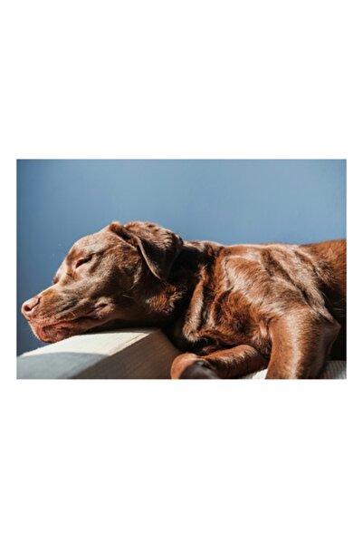 OEM Pictură pe pânză, „Somnul liniștit al câinelui maro”, 70 x 50 cm