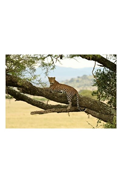 OEM Tablou Canvas, "Pantera odihnindu-se pe creanga ", 50 x 50cm