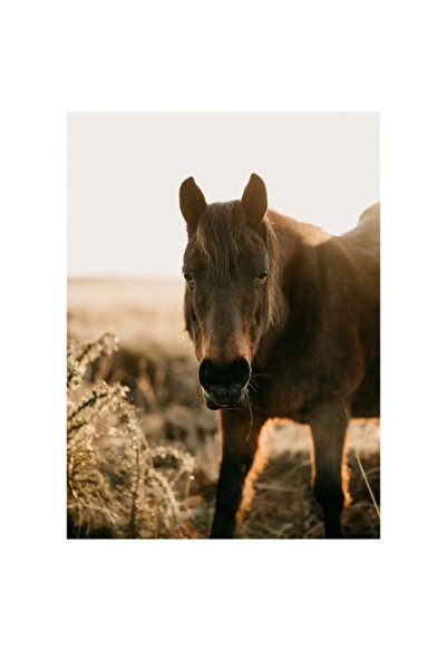 OEM Tablou Canvas, "Cal in lumina diminetii de toamna", 50 x 70cm