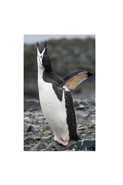 OEM Tablou Canvas, "Pinguinul pe tarmul stancos cantand", 50 x 70cm