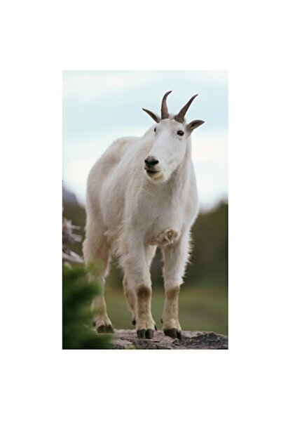 OEM Tablou Canvas, "Capra muntelui sta de veghe", 100 x 100cm