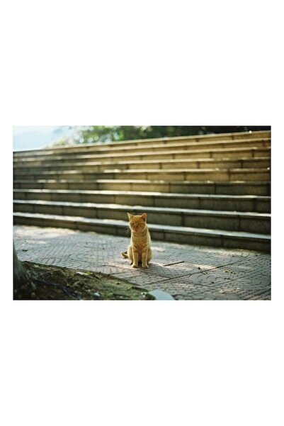 OEM Tablou Canvas, "Pisica visatoare pe trepte solitare", 70 x 50cm