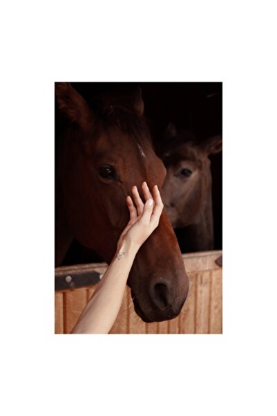 OEM Tablou Canvas, "Mangaierea calului in lumina blanda", 50 x 50cm